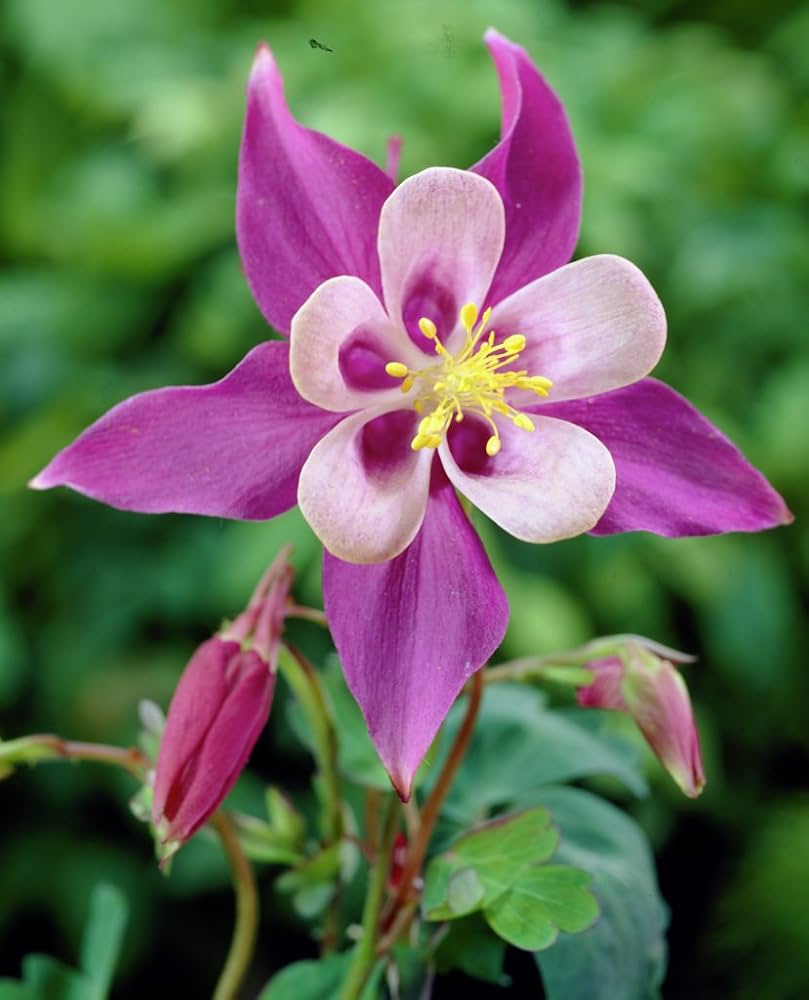 Columbine Aquilegia Vulgaris Flower Seeds for Planting – Delicate Blooms for Cottage Gardens and Pollinator Borders