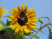 Sunflower Mix Seeds grown for colorful Summer Blooms