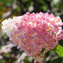 Vanilla Strawberry Hydrangea Seeds (Hydrangea paniculata) for sweet homegrown fruit in the Home Garden