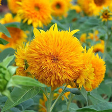Double Dandy Sunflower Seeds for reliable seasonal color