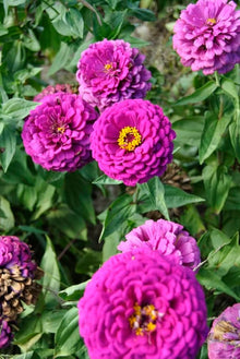 Amethyst Seeds for colorful blooms in the Garden Decor (4G / 2100
