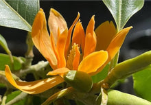 Yellow Magnolia Seeds for seasonal color across the Ornamental Garden Beauty