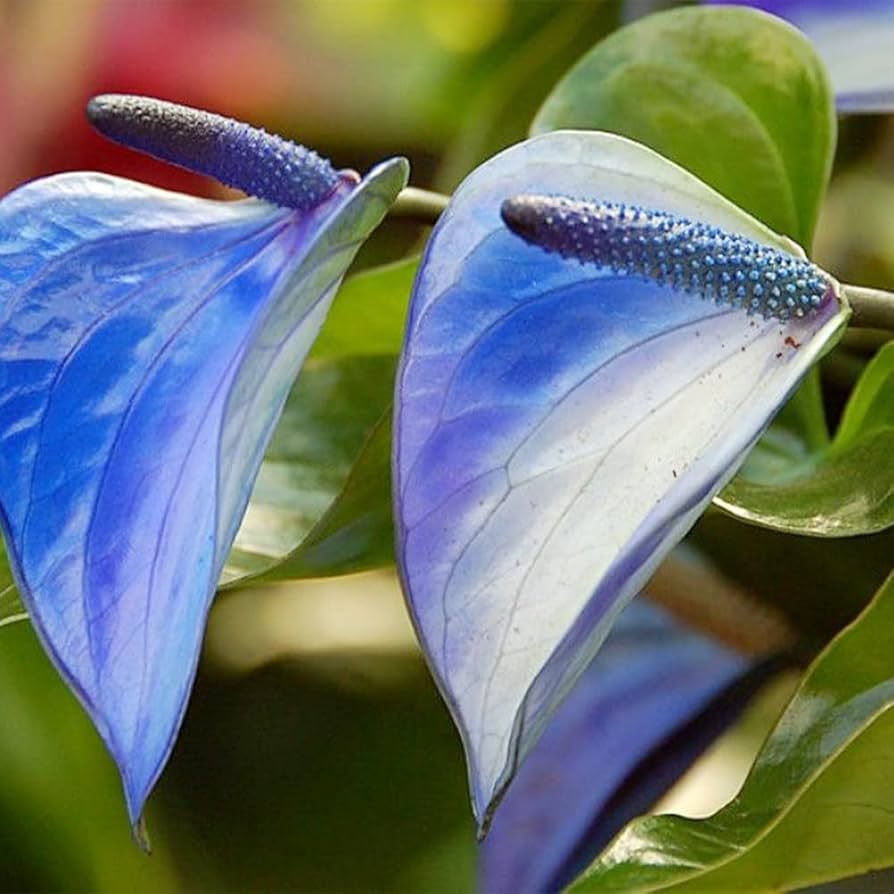 Anthurium Flower ��������� Anthurium andraeanum ��������� for planting in white garden