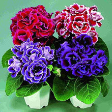 Gloxinia Sinningia Speciosa Seeds
