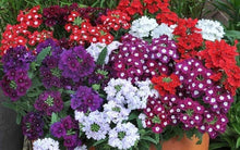 Trailing Verbena Seeds for gardeners building out beds and borders