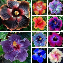 Hibiscus Hibiscus Rosa-Sinensis Mixed Flower Seeds for Planting – Ideal for Garden Beds, Patio Pots, and Tropical Landscaping