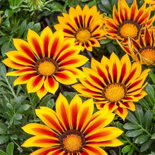 Gazania Kiss Yellow Seeds for growers filling out the Beds