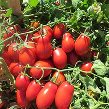 San Marzano Paste Tomato Seeds known for rich Sauce