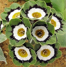 Europe Primrose Seeds (Primula vulgaris) for a lasting display in the spring home garden and border planting