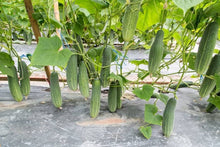 Holland Baby Cucumber Seeds (Cucumis sativus) for a reliable harvest in the Vegetable Patch