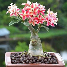 Rose Rosa Hybrida Miniature Bonsai Seeds valued for indoor Decorative Gardening
