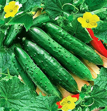 Bush Patio Container Cucumber Seeds (Cucumis sativus) for home growers seeking a reliable harvest