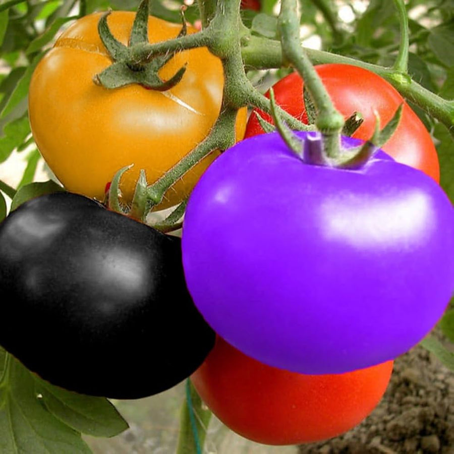 Regenbogen (Mix Heirloom Carrot Seeds – Multi-Color Carrots with Old-World Flavor) for planting in garden