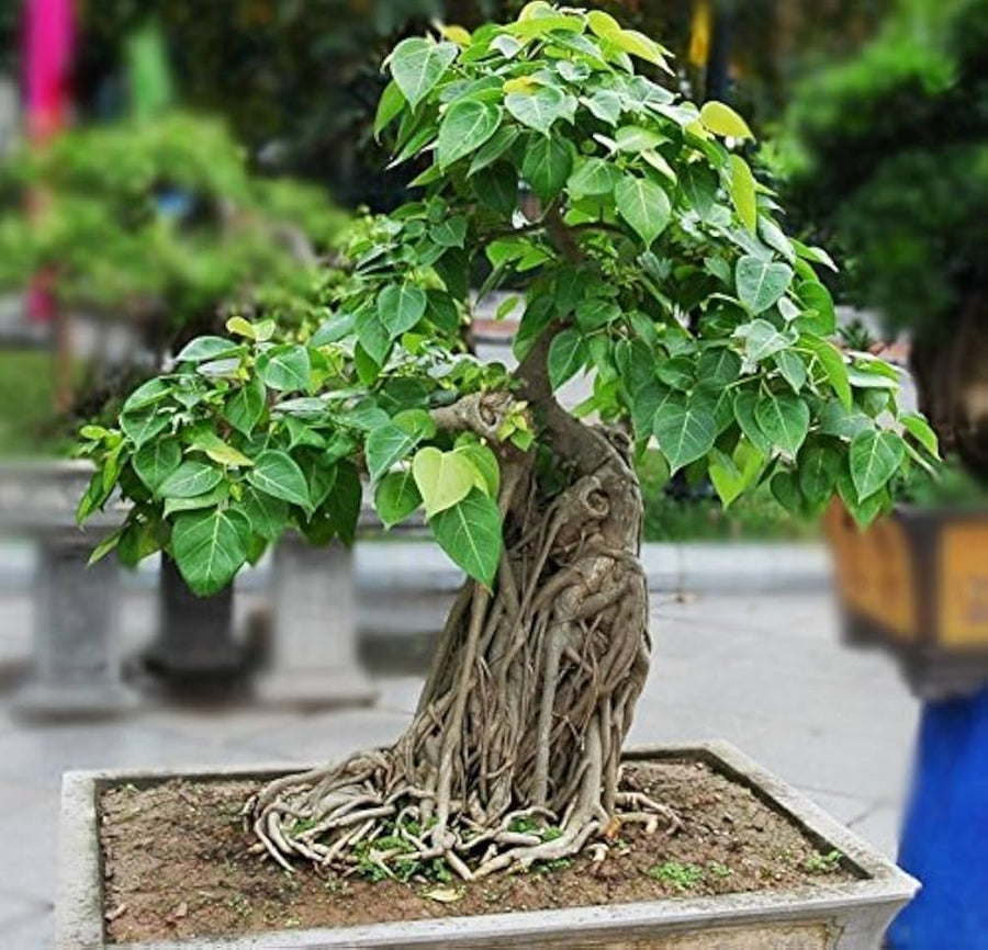 Rare Bonsai Plant Seeds  Ornamental Indoor & Outdoor Plant Premium Quality Seeds