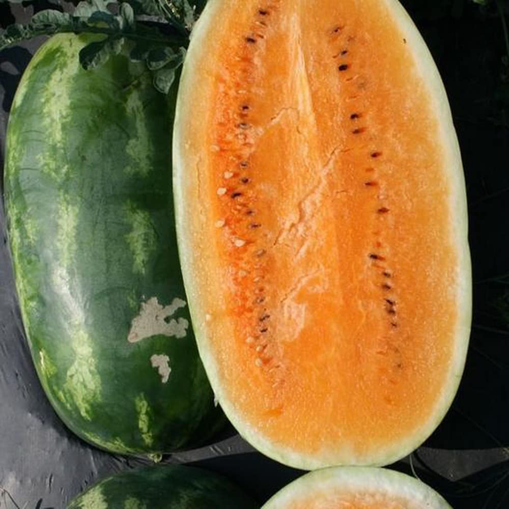 Watermelon Harvest for planting in home garden.