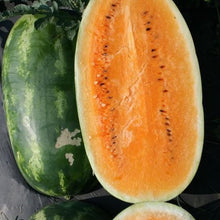Watermelon Harvest for planting in home garden.