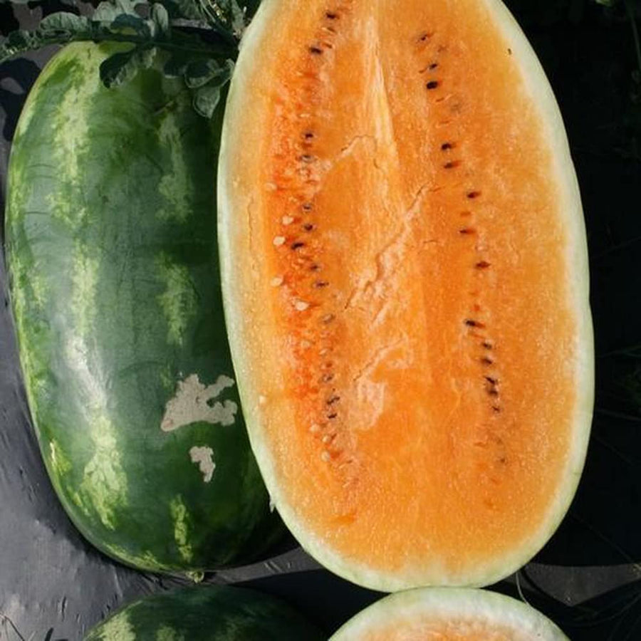 Watermelon Harvest for planting in home garden.