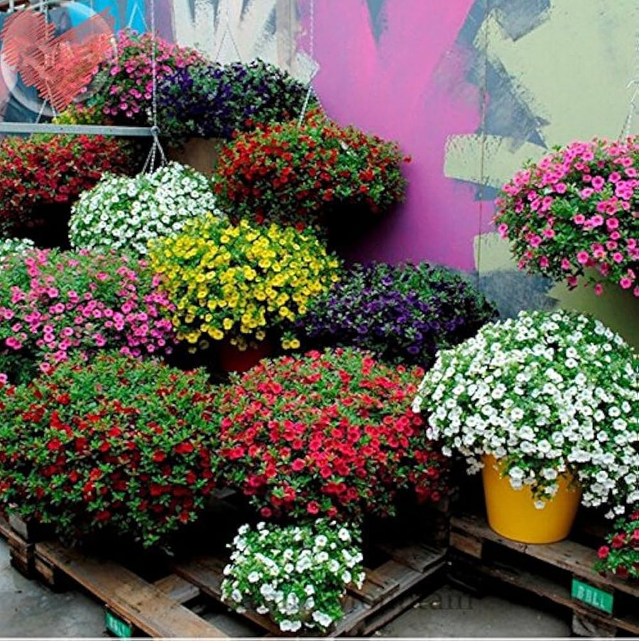 Petunia â€˜Best Yetâ€™ Salmon Chiffon seeds â€“ premium pelleted flowering variety