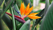 Bird of Paradise Strelitzia Reginae Seeds for a colorful addition to any planting