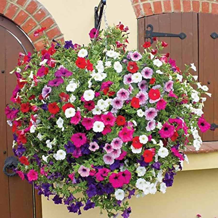 Heirloom Hanging Petunia Mixed Black Rare Variety Garden Plant - for planting in home garden