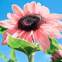 Light Yellow Sunflower Seeds prized for pieces, Red Sun Lucky Blossom Flower