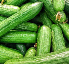 Beit Alpha Cucumber Seeds for growers stocking a kitchen garden