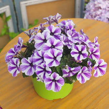 Petunia flower Seeds (Petunia hybrida) for a lasting display in the pots or balcony planters