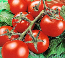 Heirloom Bio-Porter tomato seeds