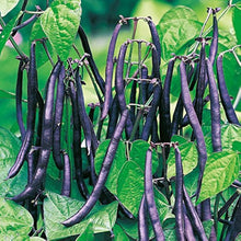 Bean “Purple King Climbing” Seeds for growers stocking a kitchen garden