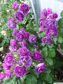 Purple-pink rose  Rosa rugosa  for balcony or flower garden planting