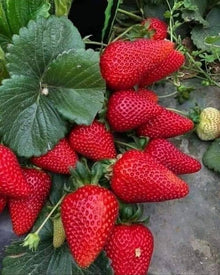 Strawberry Fragaria × Ananassa Super Giant Apple-Sized Seeds for growers planting the Home Vertical Beds