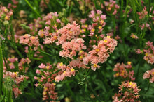 Limonium Sinuatum Mix Seeds (Limonium sinuatum) for colorful blooms in the flower beds and coastal gardens