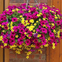 Hanging Petunia Petunia Hybrida Seeds for seasonal color across the Home Balcony Baskets