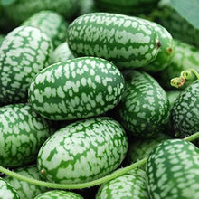 Melothria Scabra Mexican Sour Gherkin Seeds for tiny garden cucumbers