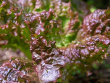 Lettuce Prizehead Blattsalat Seeds known for organic Gardening, Salad Greens
