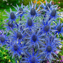 Sea Holly Eryngium Planum Seestechpalmen Blau Seeds prized for drought-Tolerant Landscaping