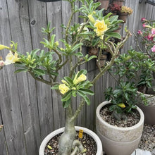 Desert Rose Adenium Obesum Seeds for a colorful addition to any planting