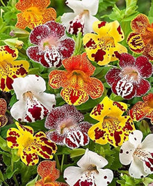 Mimulus Monkey Flower White Seeds for gardeners building out beds and borders