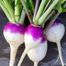 Turnip Brassica Rapa Seven Top Seeds for a reliable harvest in the Kitchen Raised Beds