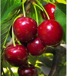Cherry Seeds for growers planting the Your Garden