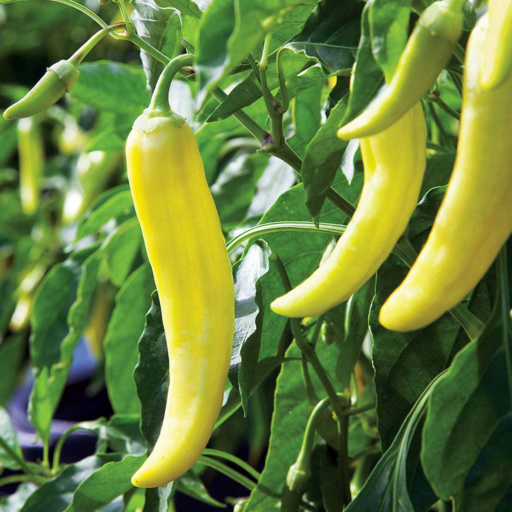 Sweet Banana Pepper Capsicum annuum seeds for planting in kitchen garden