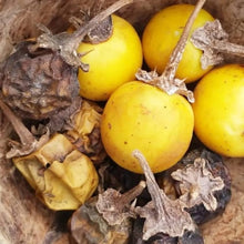 Yellow Aubergine Seeds (Solanum melongena) for growers filling out the kitchen garden and home vegetable planting