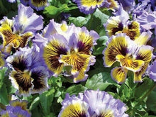 Frizzle Sizzle Pansy Viola × wittrockiana yellow and blue swirl flower Seeds for growers filling out the cool-season gardens