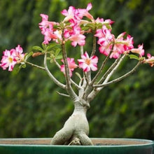 Desert Rose Seeds for a lasting addition to the landscape