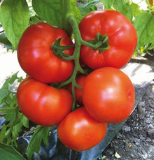 Organic Martian Giant Slicer Tomato Seeds for a productive addition to the vegetable patch