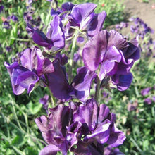 Sweet Pea Lathyrus Odoratus Navy Blue Mammoth Seeds for a reliable harvest in the Fragrant Fences