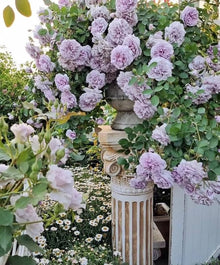 White Purple Rose Seeds (Rosa hybrida) for a lasting display in the romantic garden and outdoor decorative planting