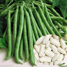 Bean Seeds for growers stocking a kitchen garden