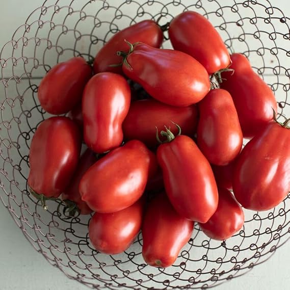 Marzano Tomato Solanum lycopersicum for planting in vegetable patch