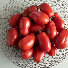 Marzano Tomato Solanum lycopersicum for planting in vegetable patch